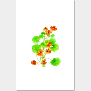 Nasturtiums Posters and Art